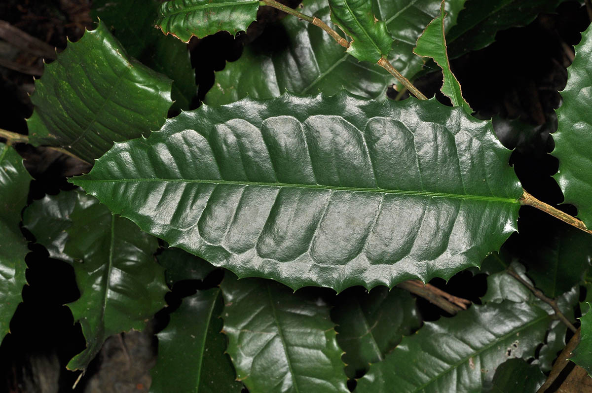 Taxotrophis ilicifolia